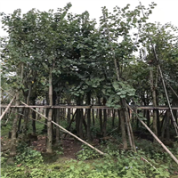 广东普宁宫粉紫荆