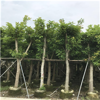 广东绿化树，广东大叶榕，广东大叶榕价格