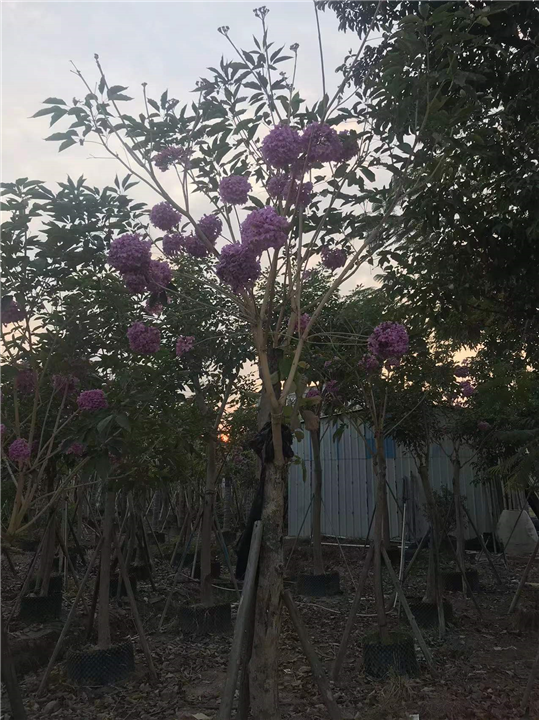 紫花风铃木9