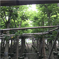 广东大叶榕，普宁大叶榕，普宁大叶榕批发