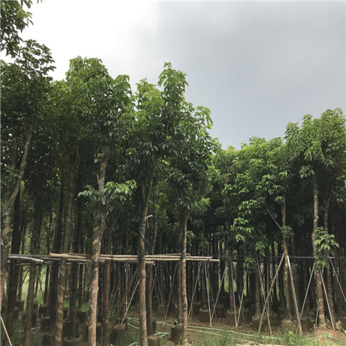 广东秋枫树批发，广东秋枫树价格，广东秋枫