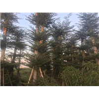 小叶榄仁5