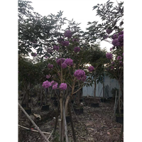 紫花风铃木5