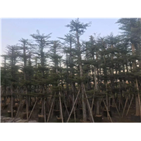 小叶榄仁3