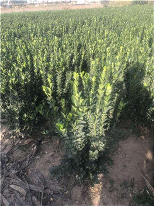 洛阳豆瓣黄杨基地哪家质量好点