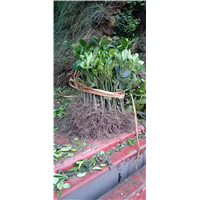洛阳豆瓣黄杨一株价格贵吗