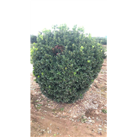 河南洛阳豆瓣黄杨种植基地