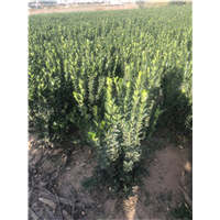 洛阳豆瓣黄杨基地哪家质量好点