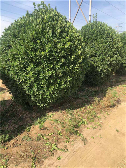 河南洛阳大叶黄杨种植基地哪家好