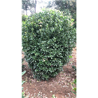 洛阳大叶黄杨种植基地在哪