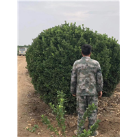 洛阳大叶黄杨柱|洛阳大叶黄杨绿篱 