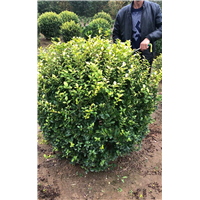 河南洛阳豆瓣黄杨种植基地在哪