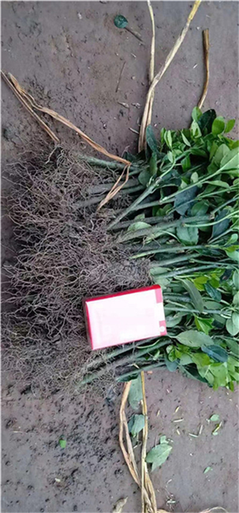 河南洛阳大叶黄杨哪个基地好