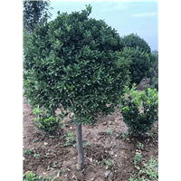 洛阳豆瓣黄杨批发哪家好