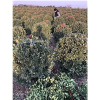 洛阳大叶黄杨种植基地电话