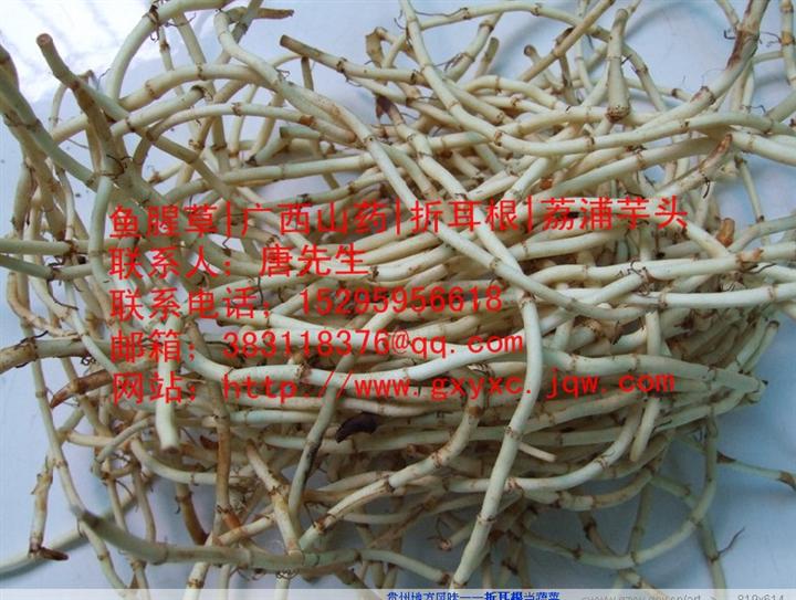 成都折耳根价格|成都折耳根批发|供应成都折耳根|成都折耳根种植基地 