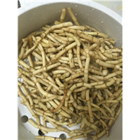 折耳根价格|折耳根批发|供应折耳根|折耳根种植基地 