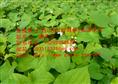 汕尾鱼腥草|汕尾鱼腥草价格|汕尾鱼腥草种植批发基地 