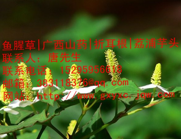 清远鱼腥草|清远鱼腥草价格|清远鱼腥草种植批发基地 