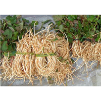 广西鱼腥草批发|广西鱼腥草价格|广西鱼腥草供应 