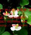 梅州鱼腥草|梅州鱼腥草价格|梅州鱼腥草种植批发基地 