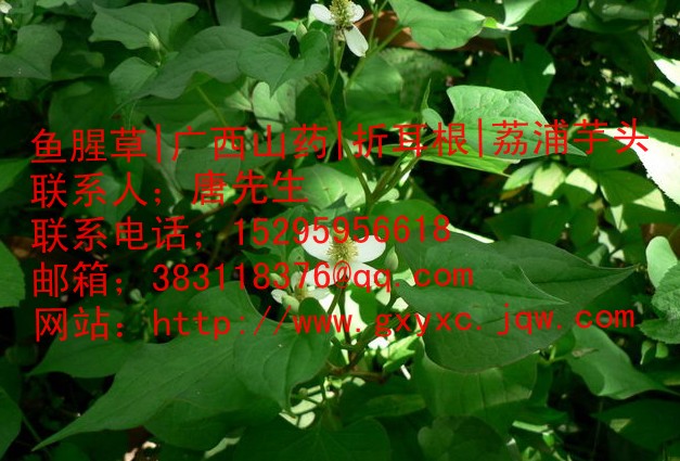 东莞鱼腥草|东莞鱼腥草价格|东莞鱼腥草种植批发基地 