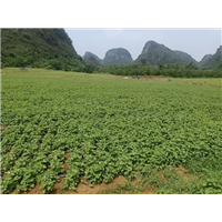 桂林鱼腥草种植方法