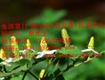 清远鱼腥草|清远鱼腥草价格|清远鱼腥草种植批发基地 