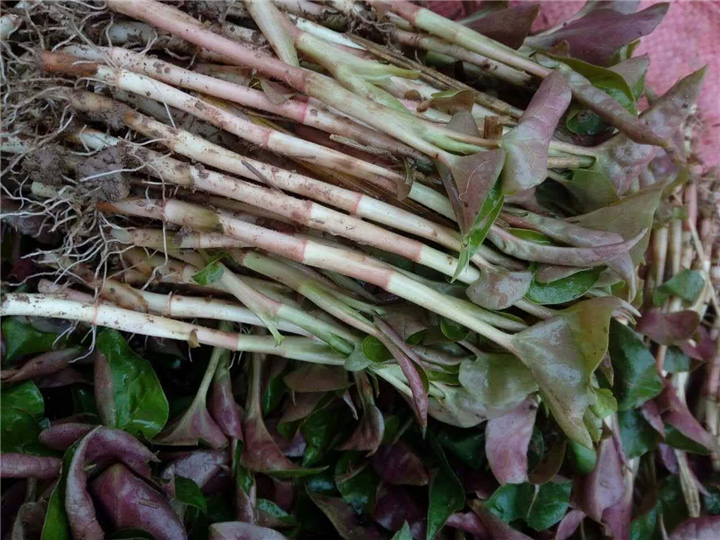 鱼腥草价格|鱼腥草批发|供应鱼腥草|鱼腥草种植基地 
