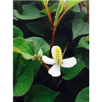鱼腥草价格|鱼腥草批发|供应鱼腥草|鱼腥草种植基地 