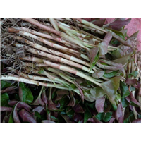 鱼腥草价格|鱼腥草批发|供应鱼腥草|鱼腥草种植基地 