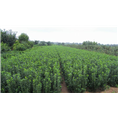 2年绿篱苗--河南大叶黄杨球基地 