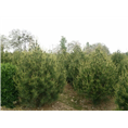 白皮松（2）---河南洛阳老王花木 