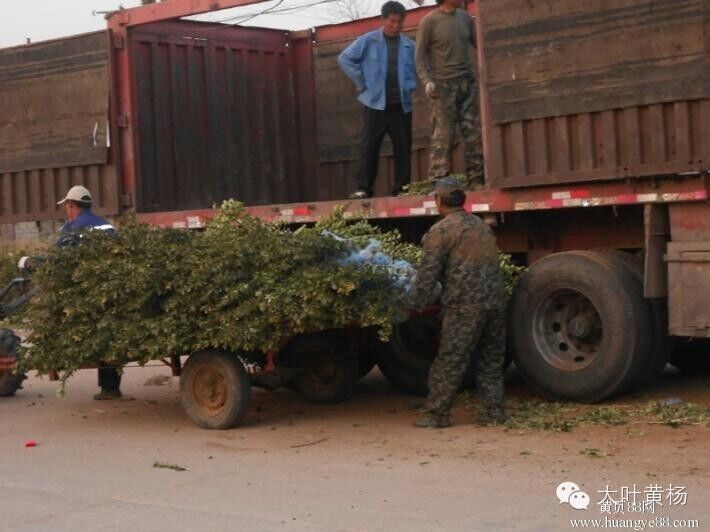 苗木装车——河南大叶黄杨球装车现场 