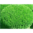 河南大叶黄杨**的供货商-河南大叶黄杨 
