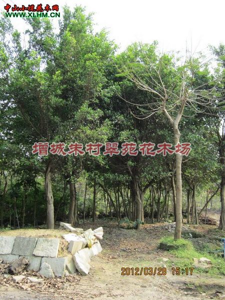 广东细叶榕基地：细叶榕供应商-“细叶榕：广东细叶榕 