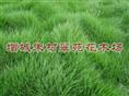 广东台湾草|”台湾草“广东台湾草批发-广东台湾草基地 