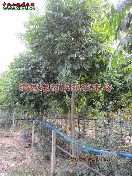 仁面子价格|”广东仁面子价格-|广州仁面子价格 