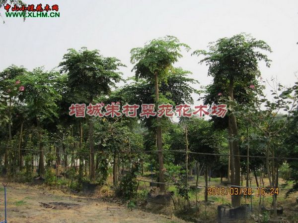 **幌伞枫价格;广东幌伞枫价格-幌伞枫：广东幌伞枫 