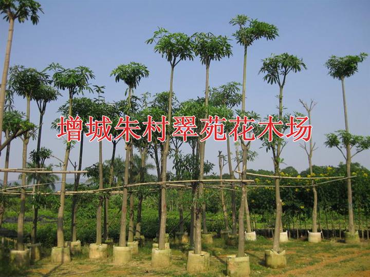 广东盆架子基地*广州盆架子批发 
