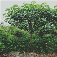 广东黄槿价格，广东黄槿，中山黄槿