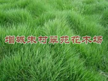 广东台湾草|”台湾草“广东台湾草批发-广东台湾草基地 