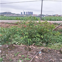 广东桂花苗基地，广州桂花苗，增城桂花苗