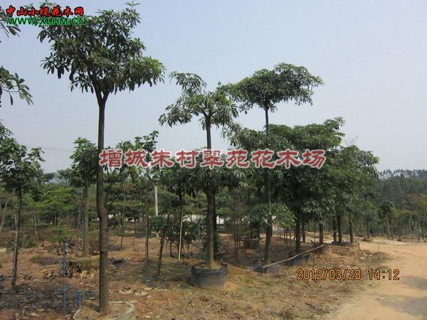 广州哪里有盆架子批发：盆架子批发商-广东盆架子基地 