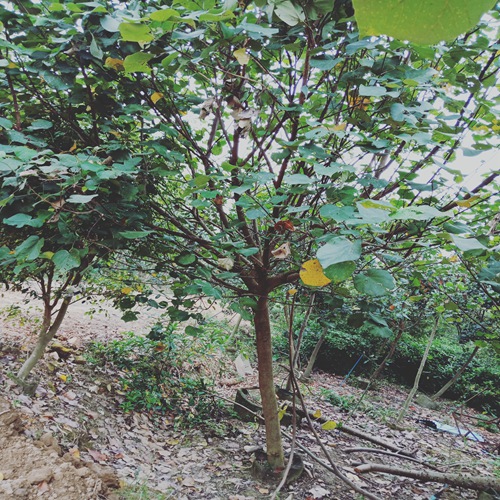 广州黄槿批发，广州黄槿，增城黄槿
