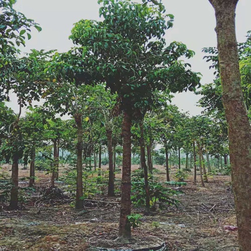 广东秋枫基地，广东秋枫，批发秋枫
