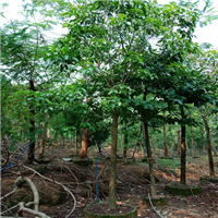 广东秋枫基地，中山秋枫，珠海秋枫