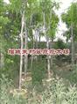 扁桃供应商|“广东扁桃|”广东扁桃基地-扁桃 
