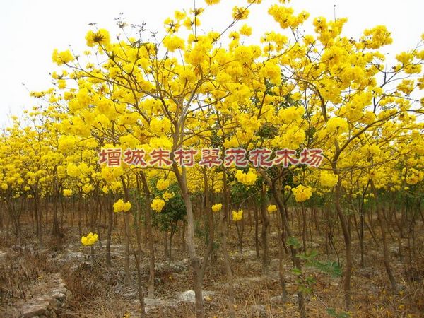 黄花风铃木“供应广州黄花风铃木-广州黄花风铃木基地 