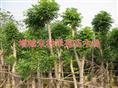2012**盆架子价格*出售盆架子批发 